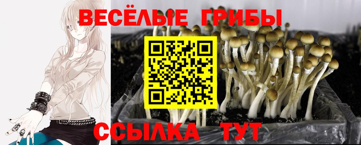 Зеленокумск  Галлюциногенные грибы прущие грибы  Вход с VPN  Галлюциногенные грибы прущие грибы 